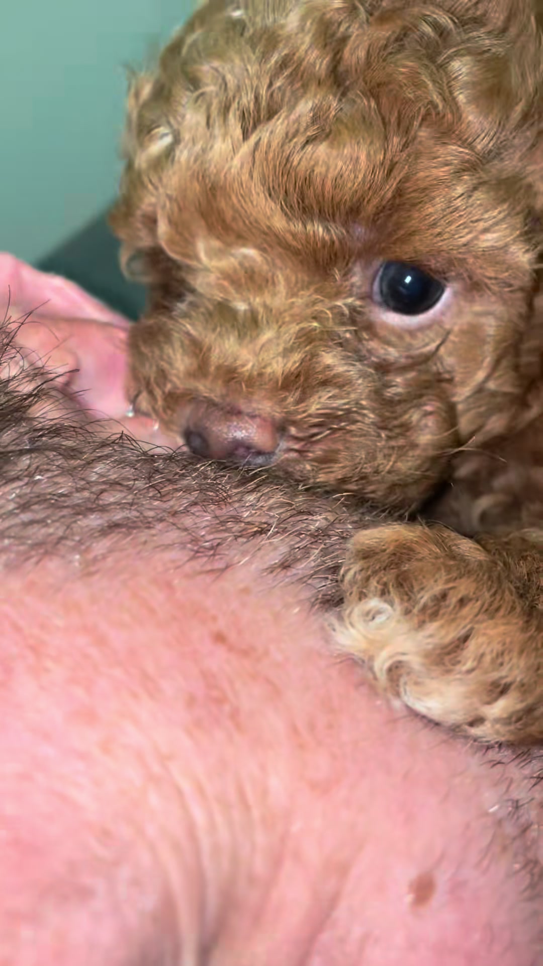 Descubre el video más viral de TikTok con adorables perros. ¡Cuéntame qué viste primero en los comentarios!