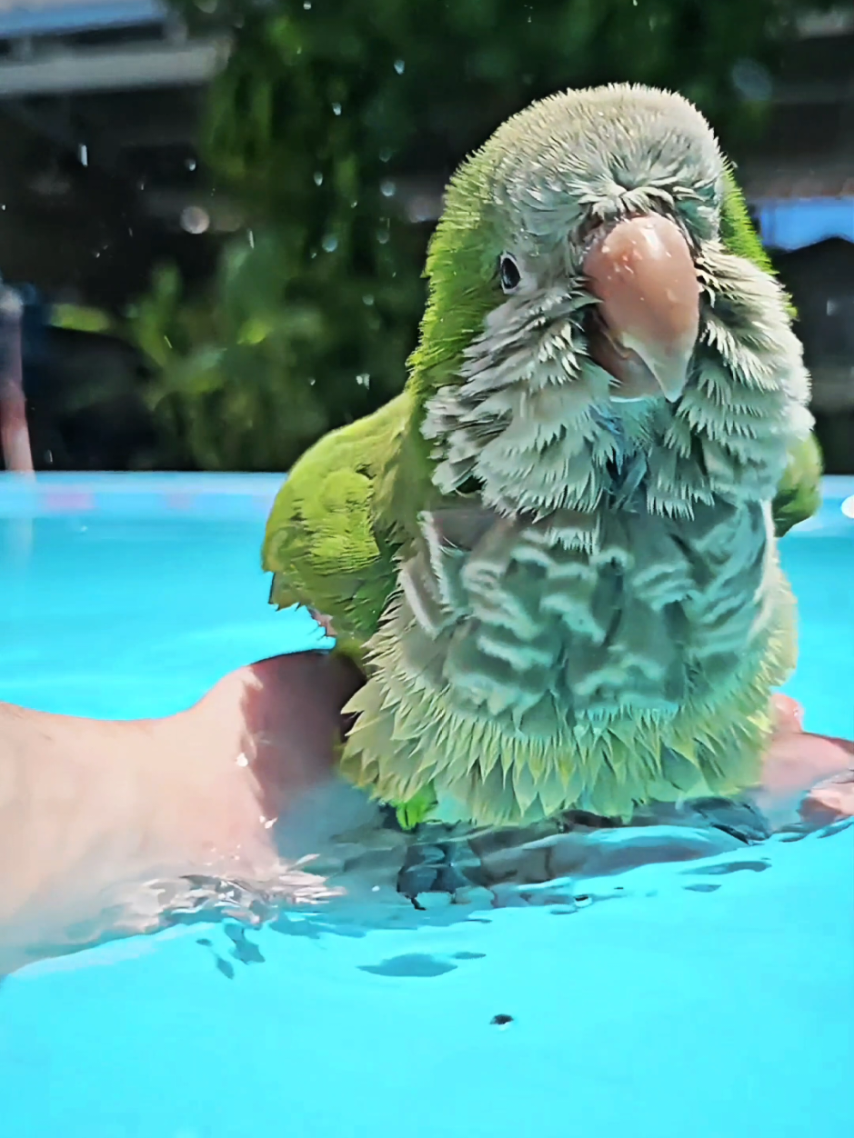 "The most viewed video on tiktok #quakerparrot #birds #bathing #slowmotion #2025 #mostviewed #views #cockatiel #pool #pa